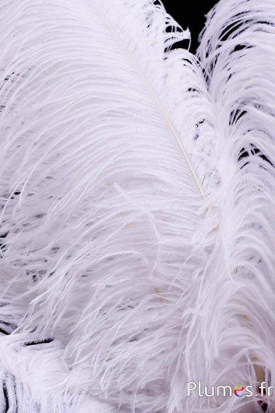 Autruche premium - 50-60 cm - blanc